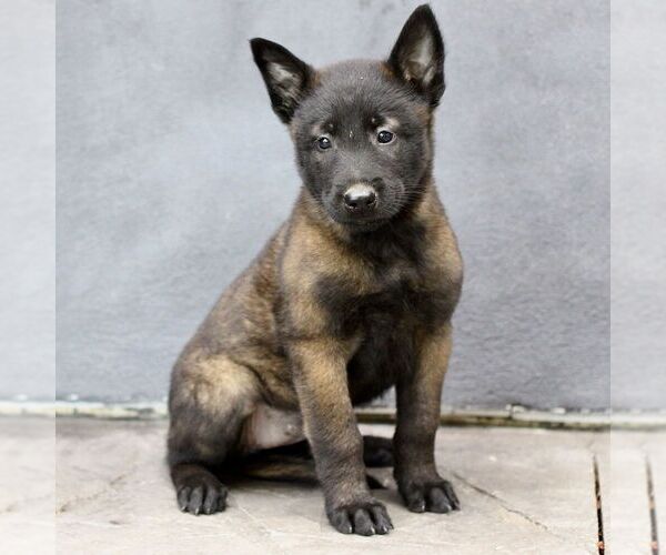 Medium Photo #1 Belgian Malinois Puppy For Sale in RONKS, PA, USA
