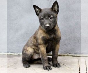 Belgian Malinois Puppy for sale in RONKS, PA, USA