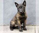 Ruby - Female Belgian Malinois Puppy for Sale - Small photo
