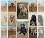 Image preview for Ad Listing. Nickname: Litter of 8