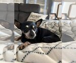 Small Miniature Pinscher