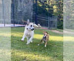 Small #3 Great Pyrenees Mix