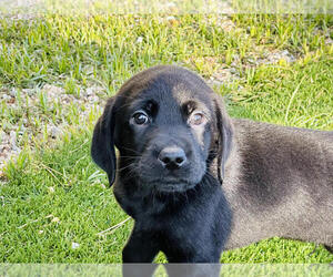 Labrador Retriever Puppy for Sale in ALHAMBRA, California USA