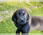 Small Photo #1 Labrador Retriever Puppy For Sale in ALHAMBRA, CA, USA