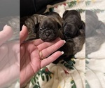 Small #8 Frenchie Pug