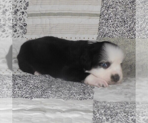 Medium Photo #6 Miniature Australian Shepherd Puppy For Sale in HARRISON, OH, USA