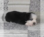 Small #5 Miniature Australian Shepherd
