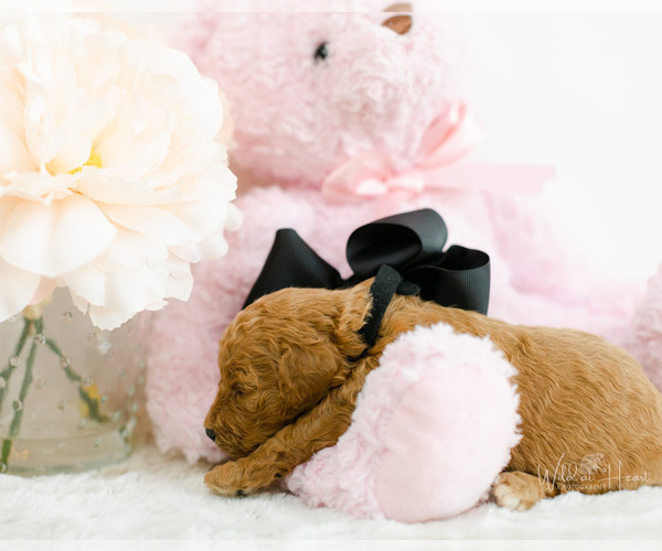 Medium Photo #8 Goldendoodle (Miniature) Puppy For Sale in LITTLE ROCK, AR, USA