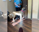 Small #1 Mutt