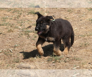 German Shepherd Dog Puppy for sale in OAK GROVE, OR, USA