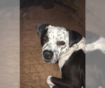 Small #1 American Pit Bull Terrier Mix
