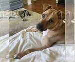 Small #19 Labrador Retriever Mix