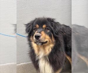 Rottweiler-Unknown Mix Dogs for adoption in Las Vegas, NV, USA