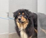 Small Rottweiler Mix