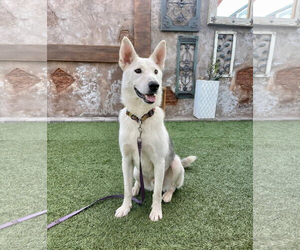 Medium Photo #2 Siberian Husky-Unknown Mix Puppy For Sale in Escondido, CA, USA