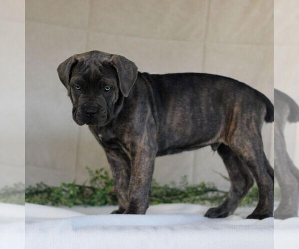 Medium Photo #2 Cane Corso Puppy For Sale in EAST EARL, PA, USA