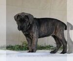 Small Photo #2 Cane Corso Puppy For Sale in EAST EARL, PA, USA