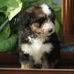Small Photo #3 Bernedoodle Puppy For Sale in EAST EARL, PA, USA