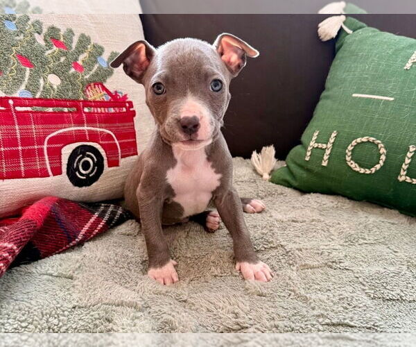 Medium Photo #1 American Pit Bull Terrier-American Staffordshire Terrier Mix Puppy For Sale in Chester, VA, USA