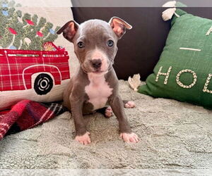 American Pit Bull Terrier-American Staffordshire Terrier Mix Dogs for adoption in Chester, VA, USA