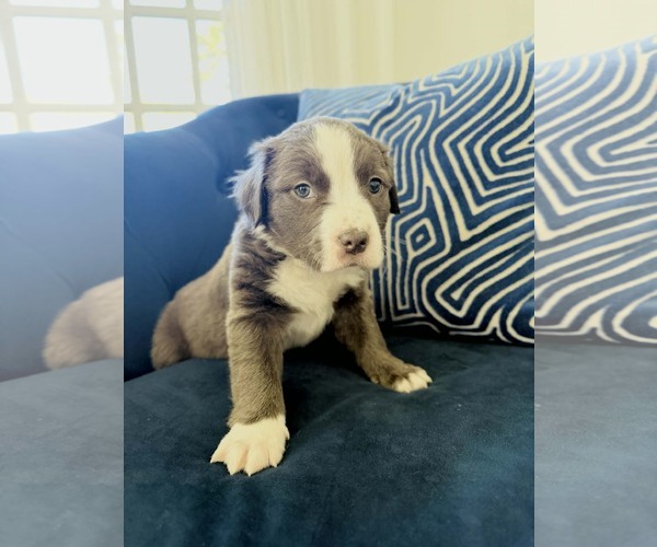 Medium Photo #4 American Staffordshire Terrier-Labrador Retriever Mix Puppy For Sale in Holly Springs, NC, USA