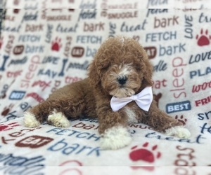 Poodle (Miniature) Puppy for sale in LAKELAND, FL, USA
