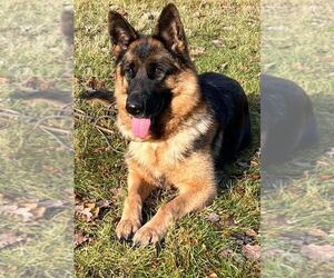 Mother of the German Shepherd Dog puppies born on 03/21/2026
