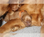 Puppy Orange Golden Retriever