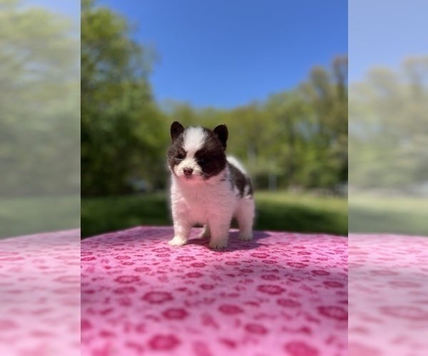 Medium Photo #70 Pomsky Puppy For Sale in DRACUT, MA, USA