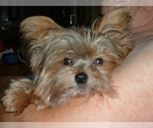 Father of the Yorkshire Terrier puppies born on 08/26/2024