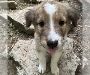 Australian Shepherd-Collie Mix Dogs for adoption in Dublin, OH, USA