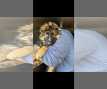 Small #5 German Shepherd Dog