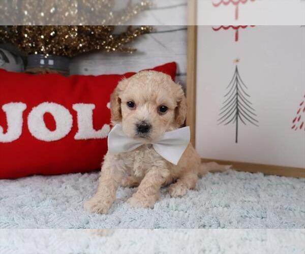 Medium Photo #1 Maltipoo (Toy) Puppy For Sale in PEMBROKE PINES, FL, USA
