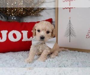Medium Maltipoo (Toy)
