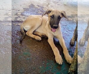 Corky- ** WONDERFUL PAL! - Male Mutt Dog for Adoption - Photo #13
