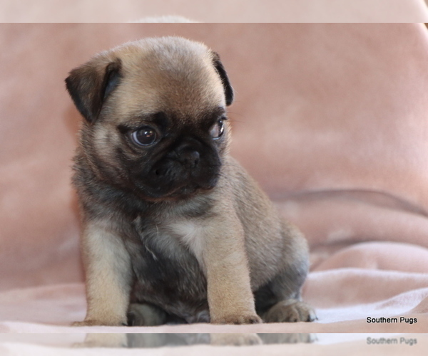 Medium Photo #2 Pug Puppy For Sale in WINNSBORO, TX, USA