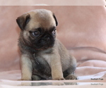 Small #1 Pug