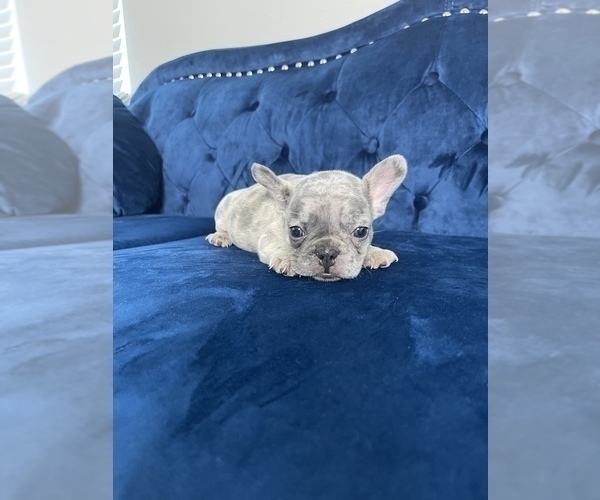Medium Photo #44 French Bulldog Puppy For Sale in BEVERLY HILLS, CA, USA