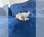 Small Photo #44 French Bulldog Puppy For Sale in BEVERLY HILLS, CA, USA
