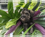 Small Photo #11 Schnauzer (Miniature) Puppy For Sale in FORT PIERCE, FL, USA