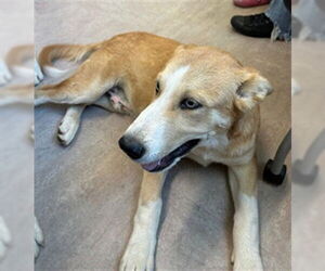 Medium Siberian Husky Mix