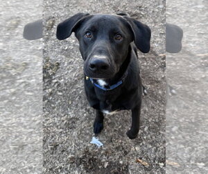 Tyson - Male Mutt Dog for Adoption - Photo #3