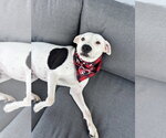 Small #3 American Staffordshire Terrier Mix
