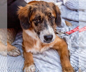 Henry - Male Mutt Dog for Adoption - Photo #4