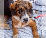 Small Photo #4 Mutt Puppy For Sale in Canton, CT, USA