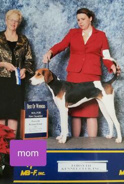 Medium Photo #1 Treeing Walker Coonhound Puppy For Sale in WAKEFIELD, VA, USA