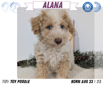Puppy Alana Poodle (Toy)