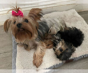 Mother of the Yorkshire Terrier puppies born on 01/05/2023