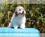 Small #11 Poodle (Toy)
