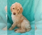 Puppy 2 Poodle (Standard)